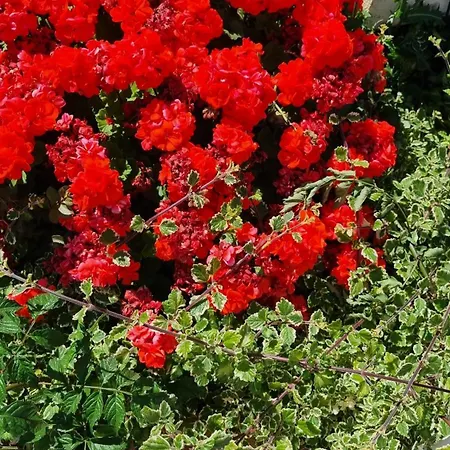 Luxa 5 Min Old Town, 10 Min Airport *