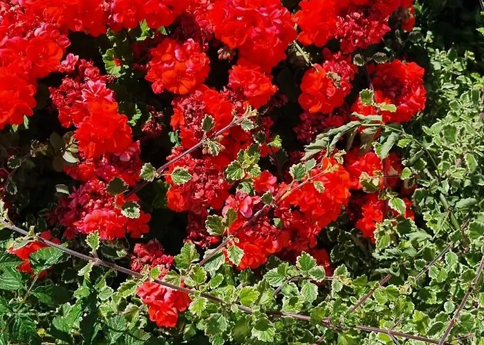 Luxa 5 Min Old Town, 10 Min Airport *